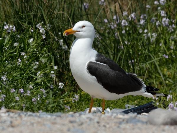 <h3><a href="/trips/helgoland/biota/animalia/chordata/aves/024 charadriiformes/017 laridae/larus fuscus/larus fuscus-nl.html">Larus&nbsp;fuscus</a> / Lesser&nbsp;black‑backed&nbsp;gull / Kleine&nbsp;mantelmeeuw</h3>NIKON D7100 met AF-S Nikkor 300mm f/2.8G IF-ED VR II, 1/1000 sec  bij F10.0, ISO 200, afstand 19.9&nbsp;m
